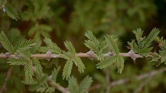  Dasara 2023: విజయ దశమి రోజున పాలపిట్టను చూడటం మంచిదని చెబుతుంటారు. దీని వెనక ఉన్న కారణాలేంటి?