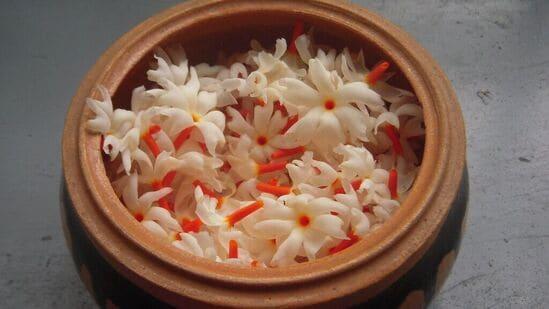  Parijat Leaves & Flowers: అజీర్ణం నుంచి కీళ్ల నొప్పులు తగ్గించే పారిజాతం.. ఎలా వాడాలంటే.