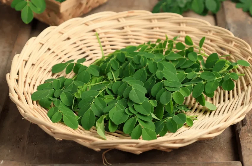  Moringa Leaves water: మునగ నీటితో అద్భుత లాభాలు.. డయాబెటిక్ రోగులకు బెస్ట్‌ కషాయం..!!