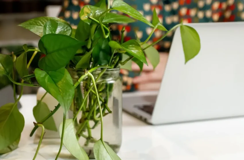  Vastu Tips: ఇంట్లో ఈ దిశలో మనీ ప్లాంట్ ఉంచితే.. ఇక మీ ఇంట్లో డబ్బే డబ్బు!