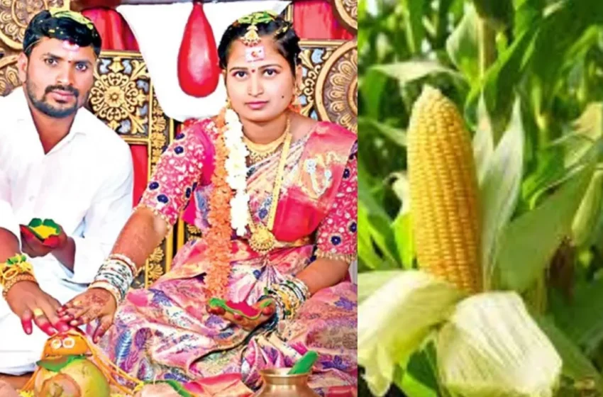  AP Crime : ప్రాణం తీసిన మొక్కజొన్న కంకి…. సీమంతం జరిగిన తెల్లారే!