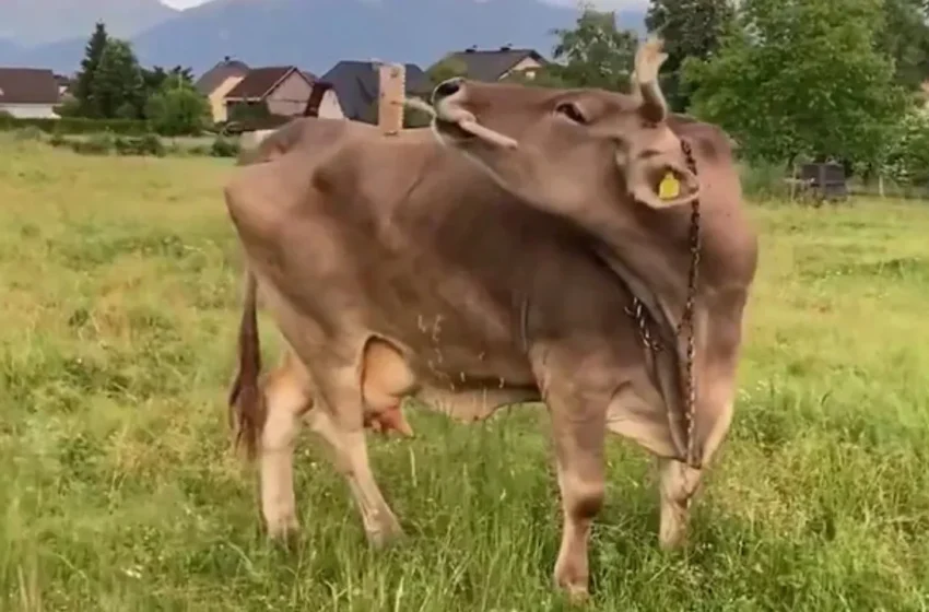  Veronika: ప్రపంచంలో తొలిసారి.. తన పని తానే చేసుకునే ఆవు