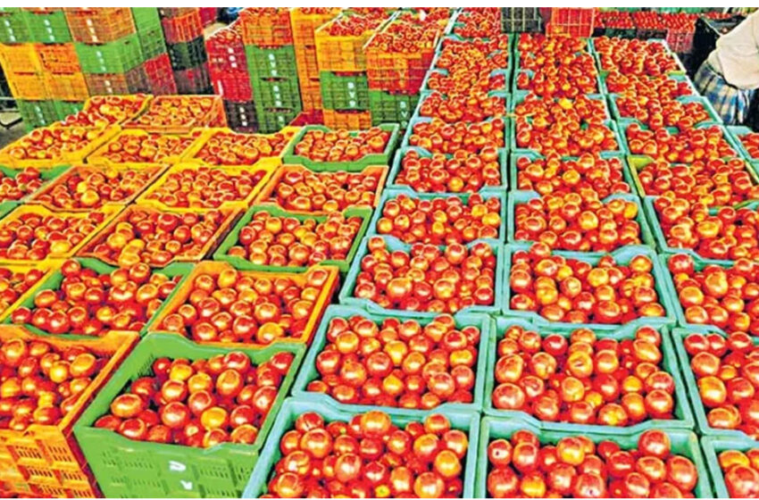  అయ్యో.. కన్నీరు పెట్టిస్తున్న టమాటా.. కిలో ధర ఇంత తక్కువనా?