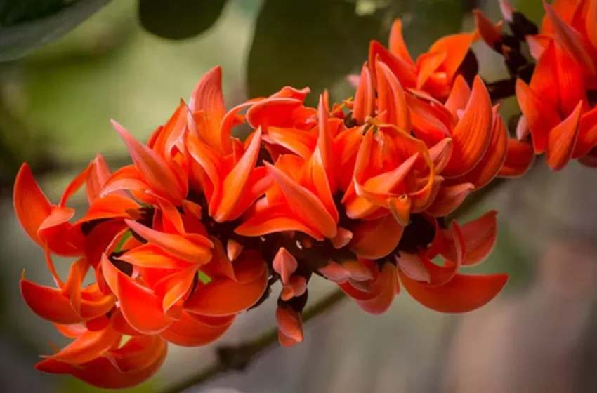  సీజన్‌ అయిపోతుంది..? ఈ పూలు ఎక్కడ కనిపించినా వదలకుండా తెచ్చేసుకోండి..! లాభాలు తెలిస్తే